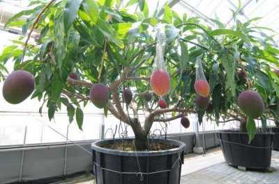 画像3: 宮崎産　鉢植栽培　樹上完熟マンゴー　４L（510g以上650g未満）